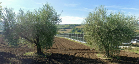 Collino di Todi: 12 mesos de dades reals validen l'agrovoltaica vertical bifacial